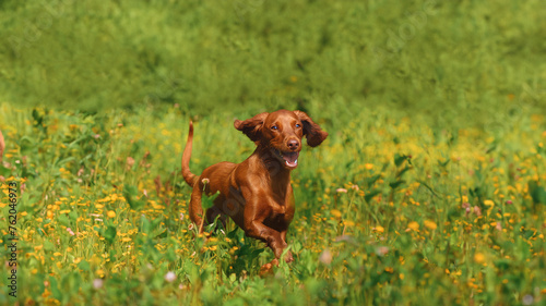 Spaniel is happy in a blooming meadow.