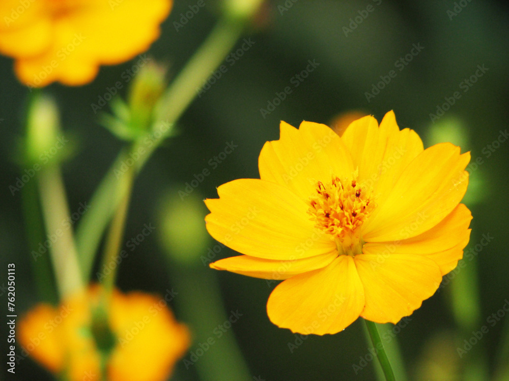 Obraz premium Beautiful yellow flower plant in bloom