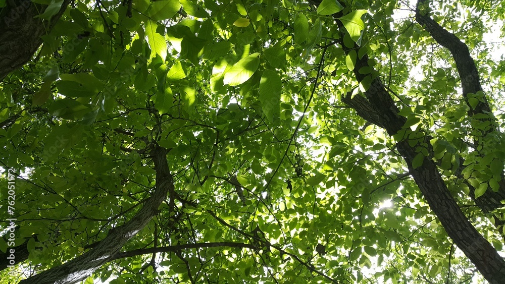 Fototapeta premium Green nature