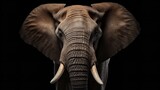 African elephant eyes are looking at big five

