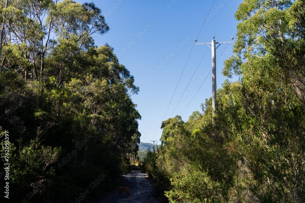 Obraz premium Powerlines in the bush in Australia. Power poles a fire hazard in the forest