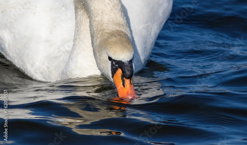 Mute swan, Cygnus olor. Close-up of a bird drinking water