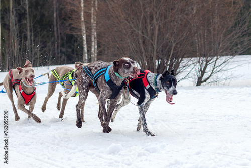 A group of Norwegian mixed-breed sled dogs run through the snow in a forest area.