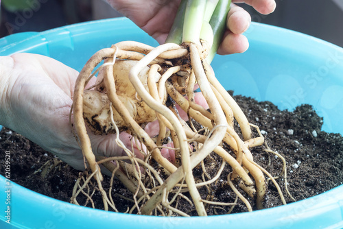 On a woman's hands is the dug-out root system of a Zamioculcas plant for replanting in a new nutrient soil in the spring. photo