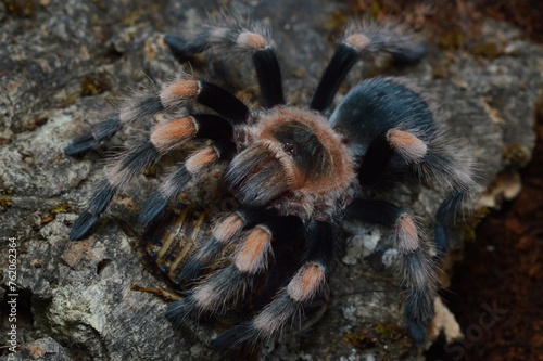 Brachypelma hamorii tarantula spider from Mexico