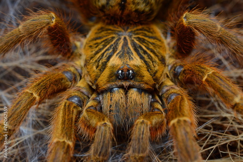 Pterinochilus murinus tarantula spider from Africa