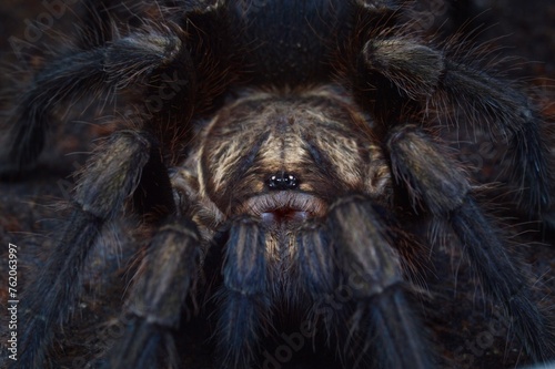 Phormictopus auratus tarantula spider photo