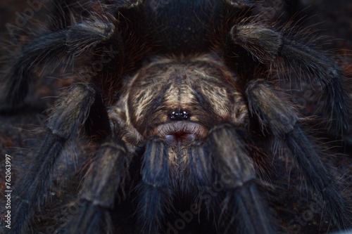 Phormictopus auratus tarantula spider