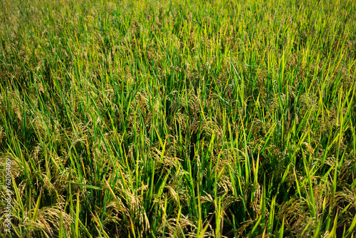 Mature Rice Ears Glistening in the Lombok Sun, Ready for Harvest. The Cycle of Life and Growth in Indonesian Agriculture