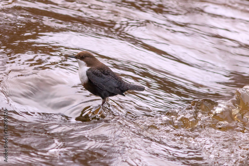 Common dipper bird with brown plumage on river flowing water.
