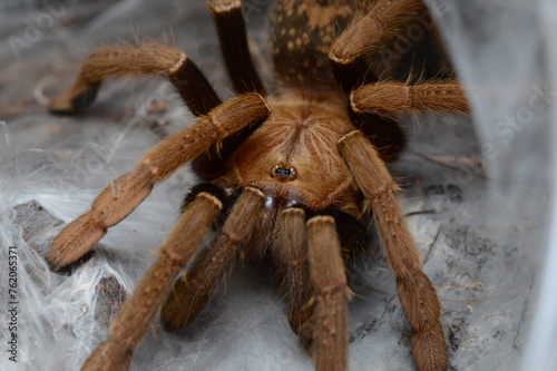 Encyocratella olivacea endemit spider tarantula from Meru vulcano