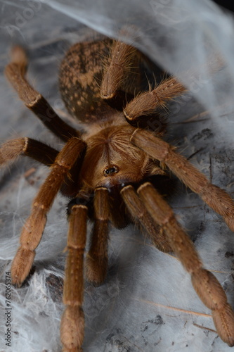 Encyocratella olivacea endemit spider tarantula from Meru vulcano photo