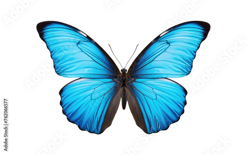 Blue Butterfly With Black Wings on White Background. On a White or Clear Surface PNG Transparent Background.
