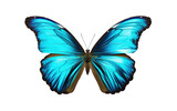 Blue Butterfly in Flight. On a White or Clear Surface PNG Transparent Background.
