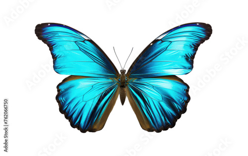 Blue Butterfly in Flight. On a White or Clear Surface PNG Transparent Background. © Usama