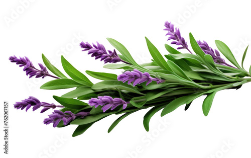 A Bunch of Purple Flowers With Green Leaves. On a White or Clear Surface PNG Transparent Background.