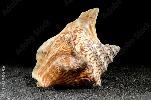 Strombus raninus seashell on a dark background photo