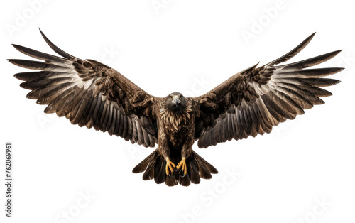 A Bird in Flight. On a White or Clear Surface PNG Transparent Background.