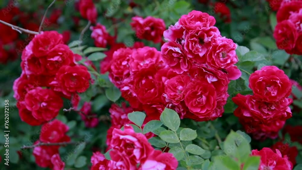 Beautiful fresh roses in nature. Natural background, large inflorescence of roses on a garden bush. Beautiful fresh roses in nature. Natural background, large inflorescence of roses on a garden bush.