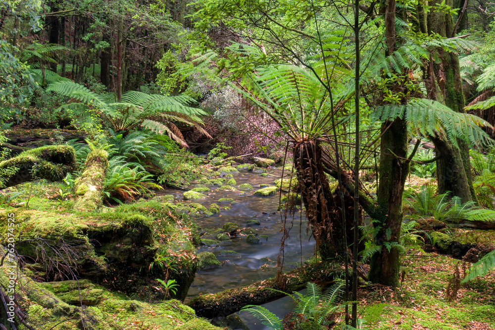 Deep in the Tasmanian rainforest, towering trees embrace a world of green. Sunlight filters through the canopy, dappling the forest floor. Moss blankets ancient trunks and ferns. Deep in the Tasmanian rainforest, towering trees embrace a world of green. Sunlight filters through the canopy, dappling the forest floor. Moss blankets ancient trunks and ferns.