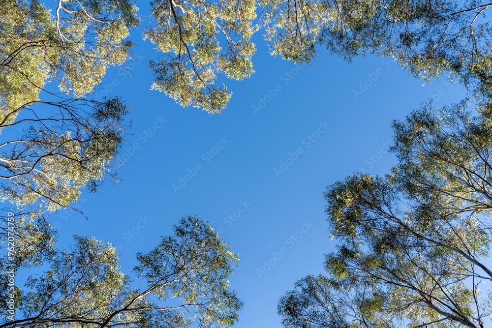 Obraz premium looking up at a bush canopy of gum trees with a blue sky in australia