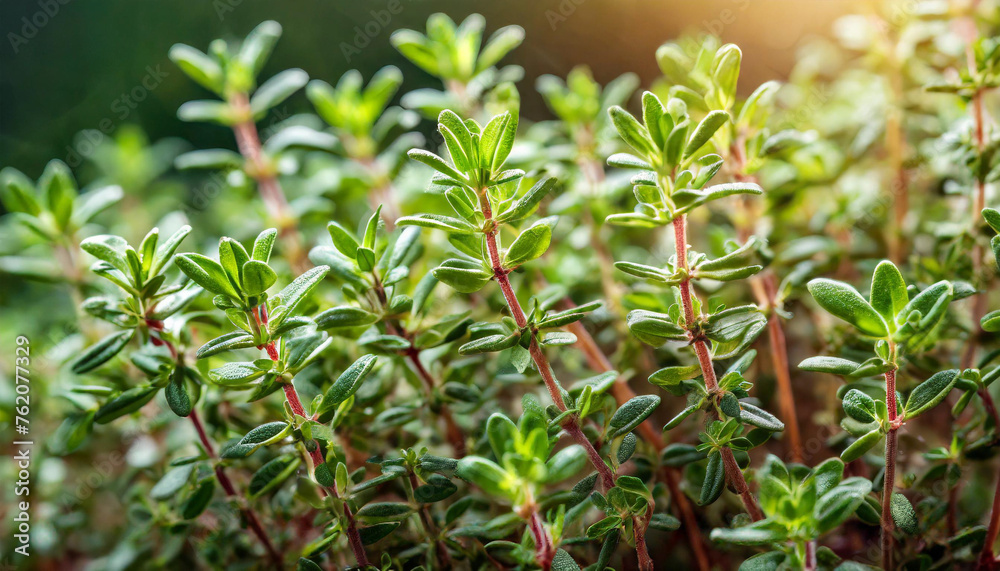 Close up Photo of Fresh Organic Thyme Vegetable in the Farm