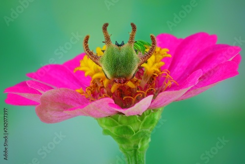 Schilderij op canvas Dragon head caterpillar on flower
