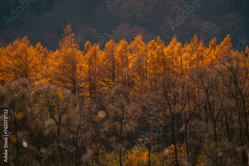 A forest with trees that are orange and brown. The trees are in the foreground and background