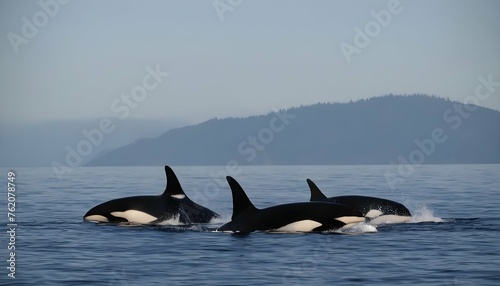 A Pod Of Killer Whales Hunting Together In The Ope © Tahreem