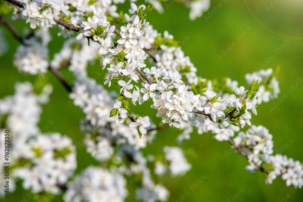 Cherry blossom branch in the garden in spring
