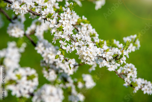 Cherry blossom branch in the garden in spring 