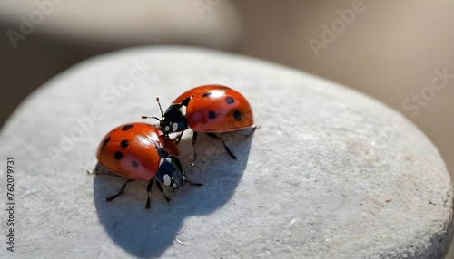 Ladybugs Resting On A Sunlit Stone