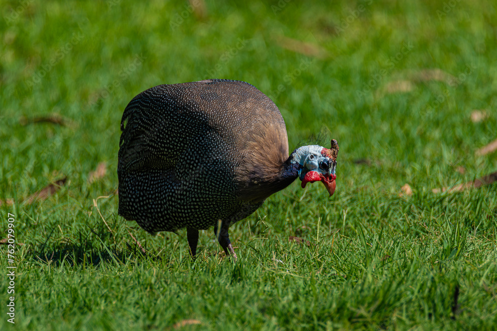 Fototapeta premium guinea fowl bird on green grass