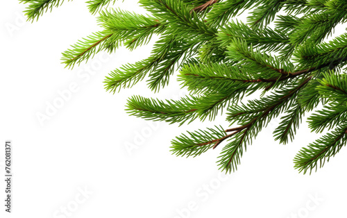 Close Up of a Pine Tree Branch. On a White or Clear Surface PNG Transparent Background.