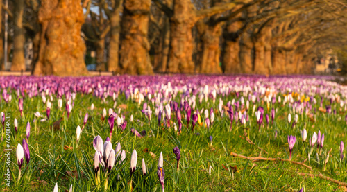 A massive carpet of colorful crocuses blooming in a row of plane trees in the beautiful morning light photo