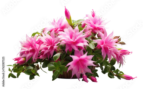 A Bunch of Pink Flowers in a Vase. On a White or Clear Surface PNG Transparent Background.