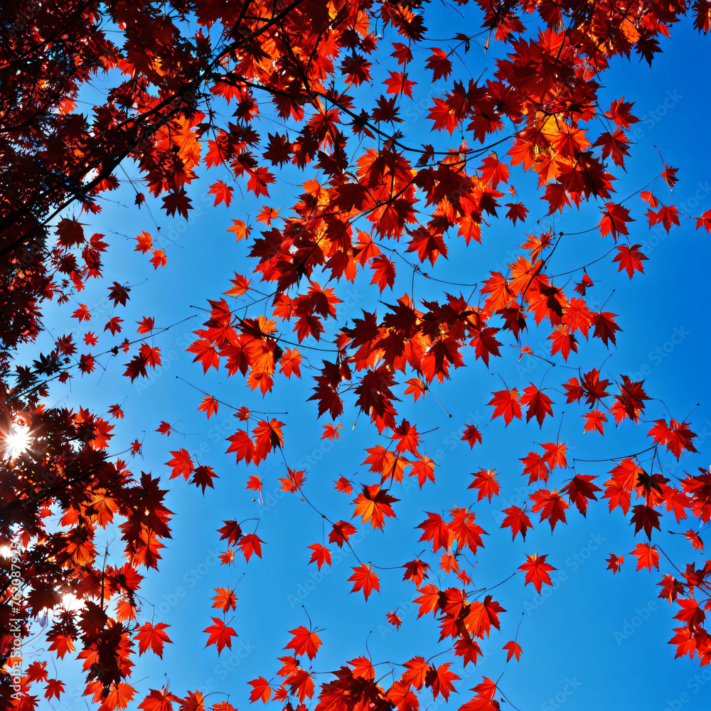 a low angle shot of red maple leaves falling delicately down against a crystal blue sky on a crisp