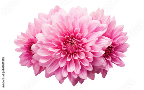 Close Up of a Pink Flower on a White Background. On a White or Clear Surface PNG Transparent Background.