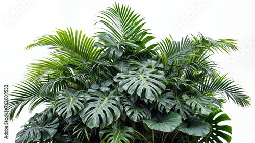 Tropical plant Monstera isolated on white background