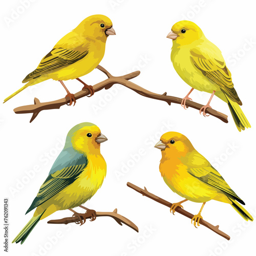 Canaries Clipart isolated on white background