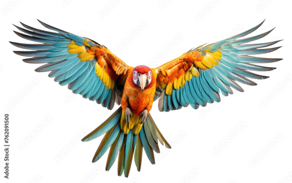 Colorful Parrot Soaring With Wings Spread. On a White or Clear Surface PNG Transparent Background.