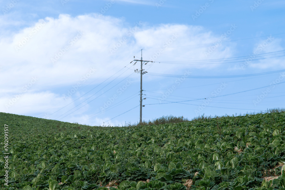 Obraz premium View of the electric pole on the napa cabbage field