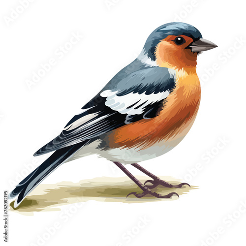 Chaffinch clipart isolated on white background 