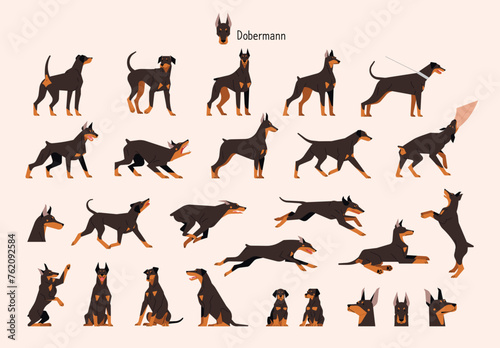 A collection of various Doberman actions and poses. flat vector illustration.