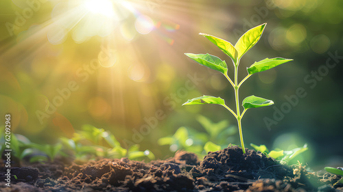 A small green plant is growing in the dirt. The image has a peaceful and calming mood, as it shows the beauty of nature and the growth of a new life