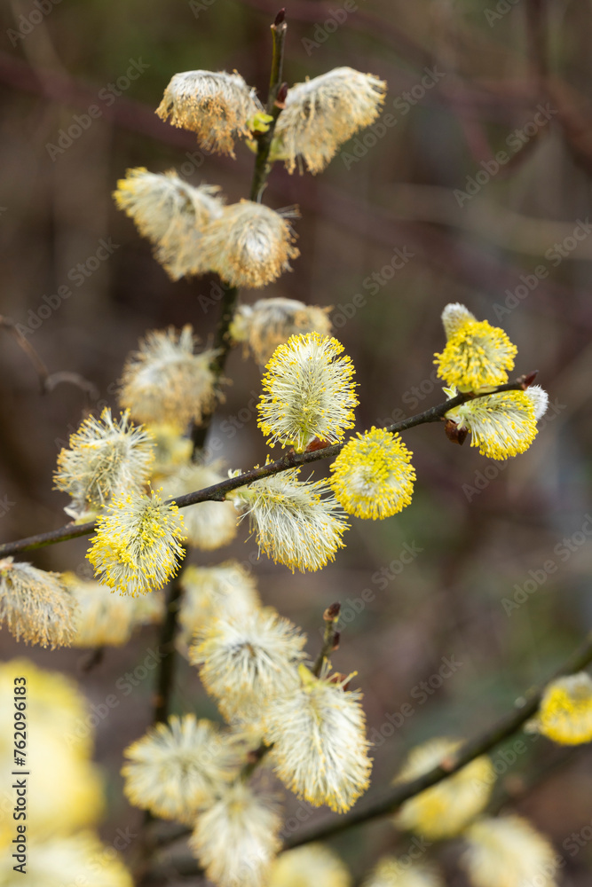 Gelbe Weidekätzchen im Frühling Gelbe Weidekätzchen im Frühling