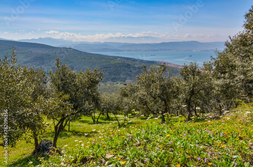 olive garden in Kucuk Kumla valley with scenic views of Gemlik Gulf (Bursa, Turkey)
