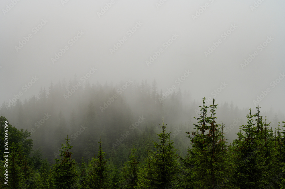 Forest in the fog, rainy and foggy morning in the mountains. Top of pine and spruce in the highlands after rain.