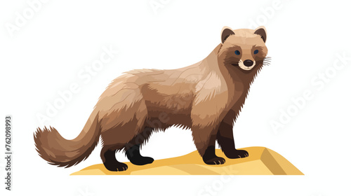 Illustration of wolverine. Mammal of the weasel fam photo