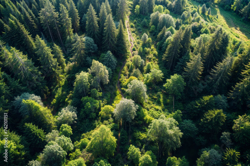 Aerial view of beautiful forest in summer. Top view from drone